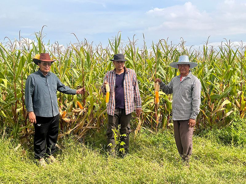 กฤษฎา บุญถัง หรือเม่น เกษตรกรไร่ข้าวโพด