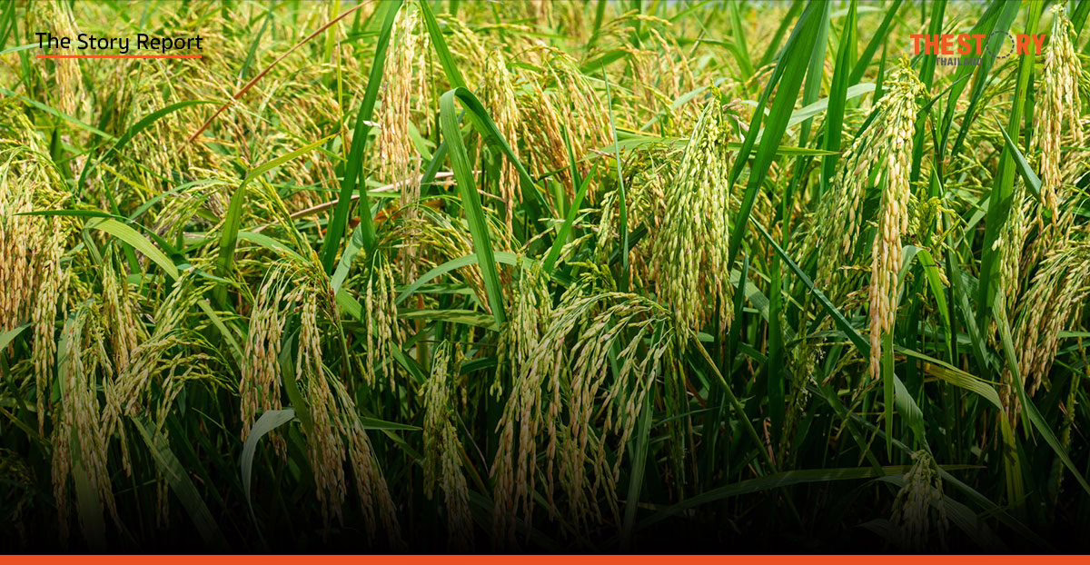 พลิกโฉมข้าวไทย ชูธง ‘2 ตันต่อไร่ – คาร์บอนต่ำ’ สู้กติกาโลกใหม่