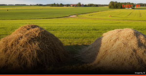 ‘ขยะข้าว’ ขุมทรัพย์ที่ไปไม่ถึง: เมื่อนโยบายสวนทางความจริง