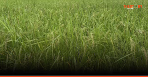 วิจัยชี้ข้าวไทยติดกับดัก: เผาแกลบได้ ‘Green’ แต่สอบตก ‘Circular’