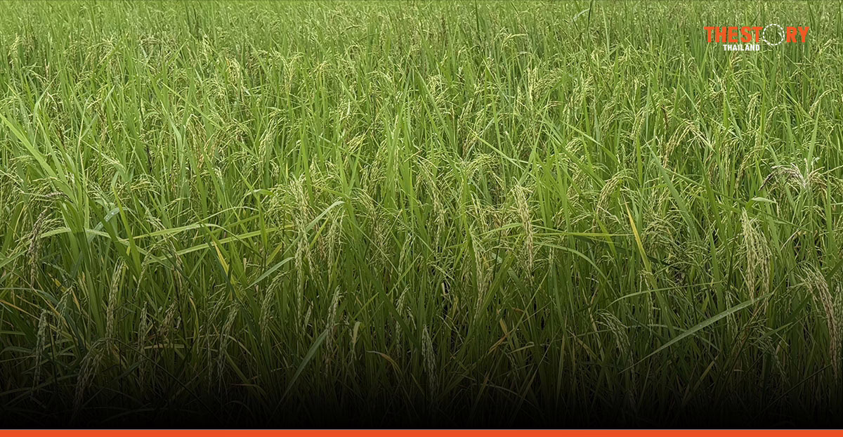 วิจัยชี้ข้าวไทยติดกับดัก: เผาแกลบได้ ‘Green’ แต่สอบตก ‘Circular’