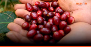 ตลาด Specialty Coffee ไทยโตต่อจาก Cafe Hopping สู่ Coffee Tourism
